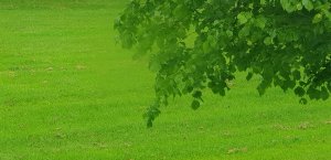 Green Emerald from the bus