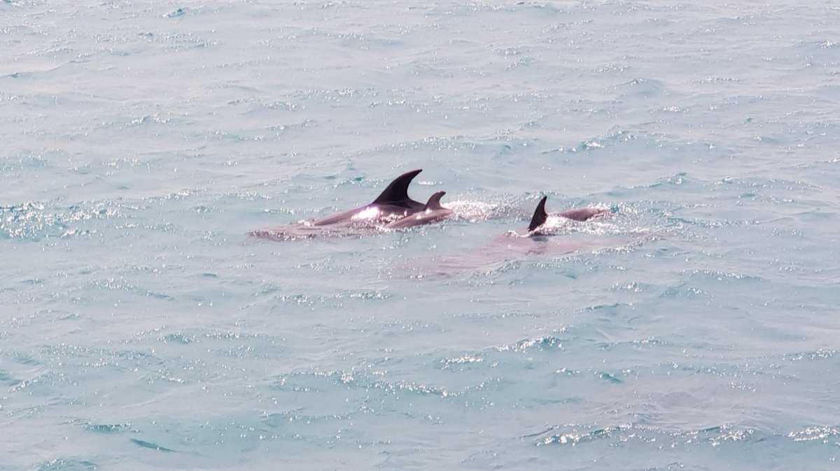Black tulips and&nbsp;babies