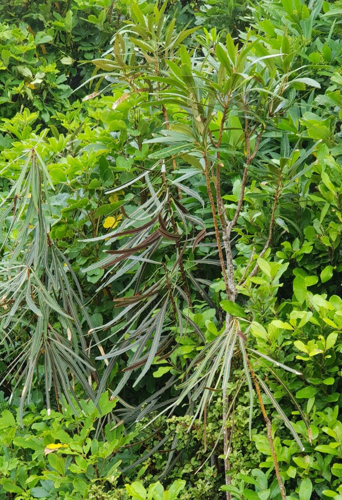 Sorry I can't remember what it's called