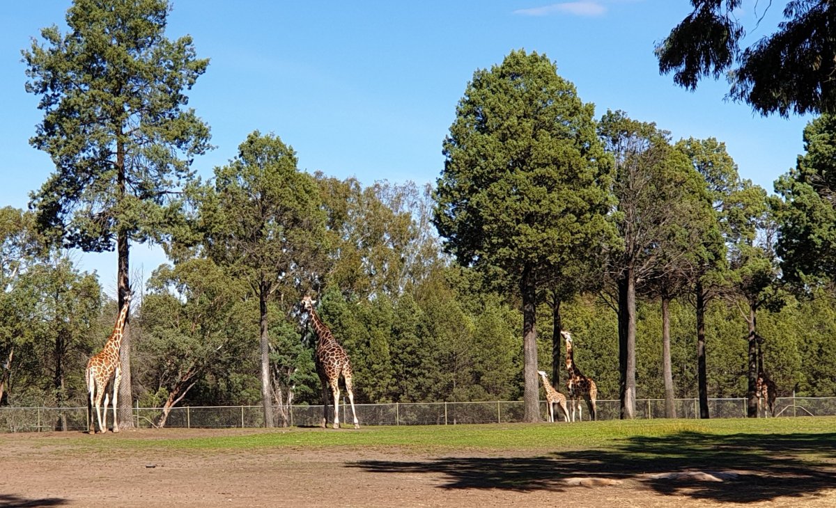 Dubbo Zoo