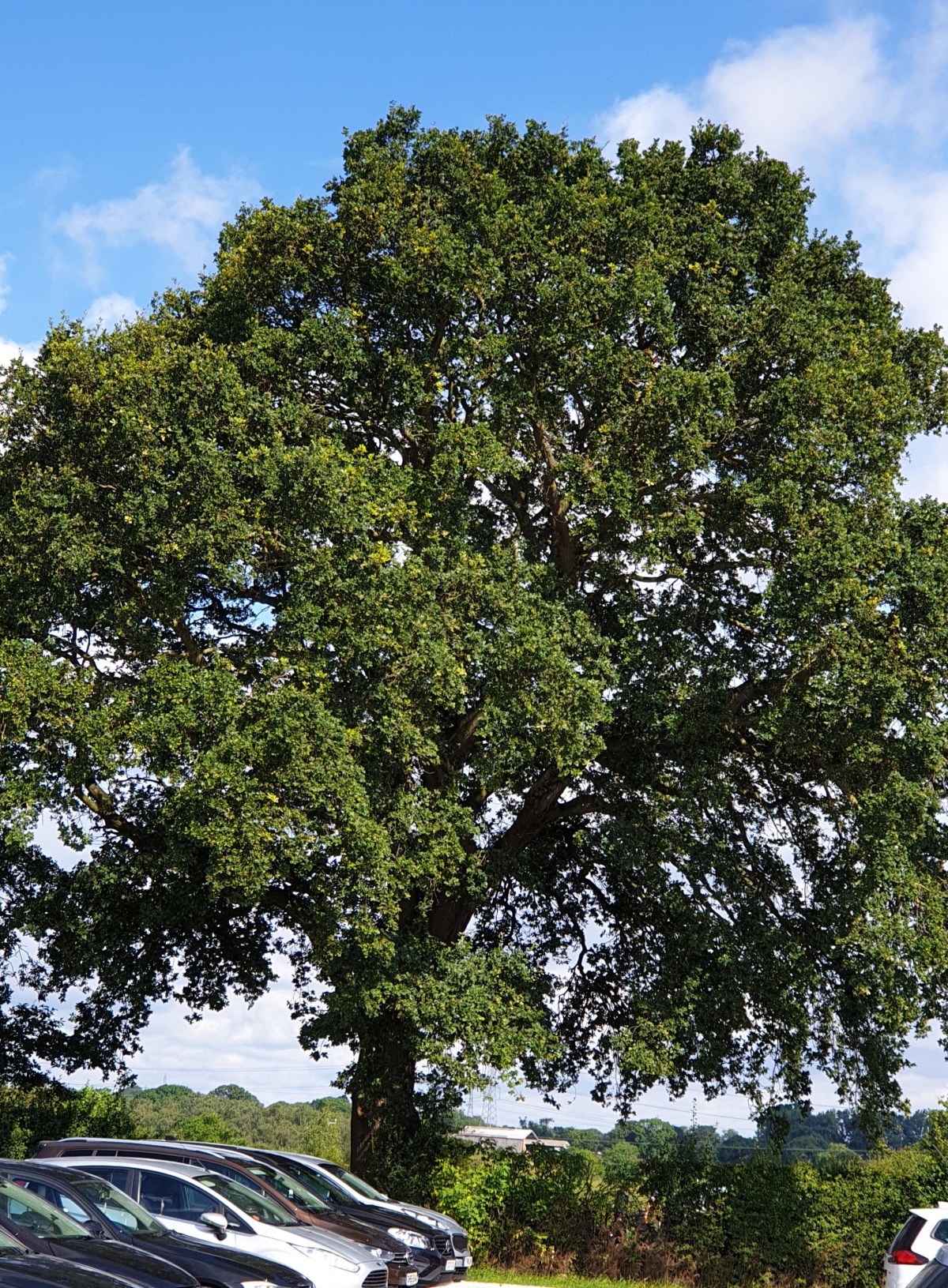 A Pair of&nbsp;Drawers