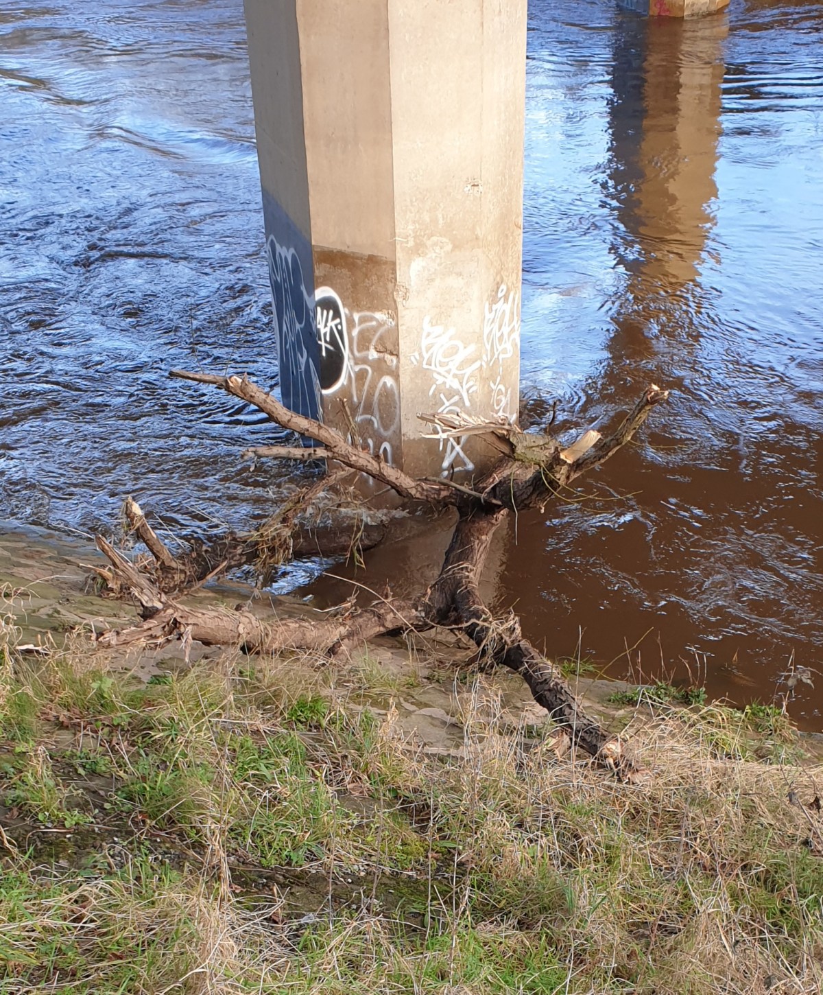 Bowie, birds and&nbsp;bagels