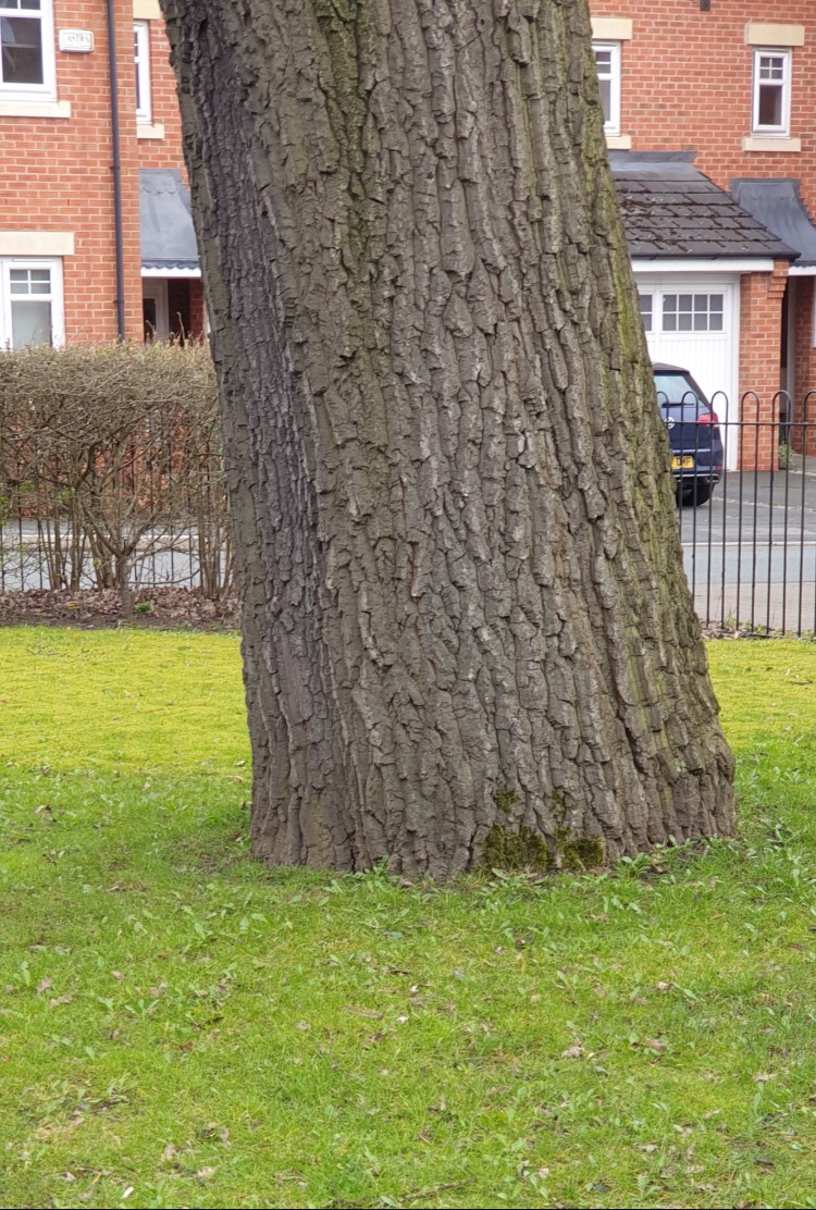 Mature oak tree, with a wide girth
