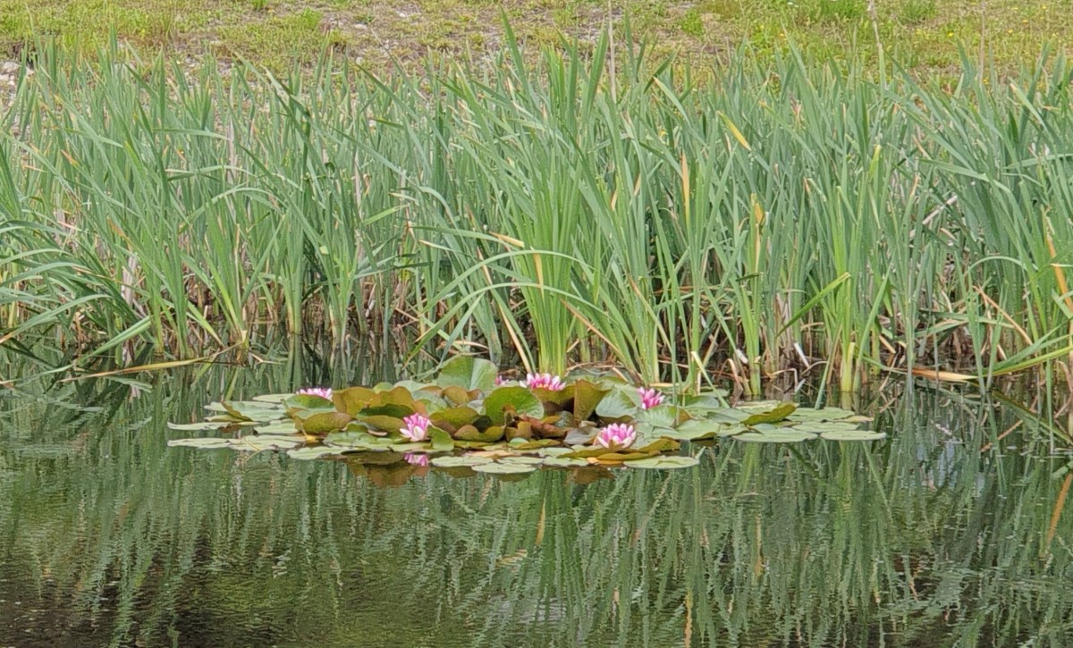 Fort William and Ben&nbsp;Nevis