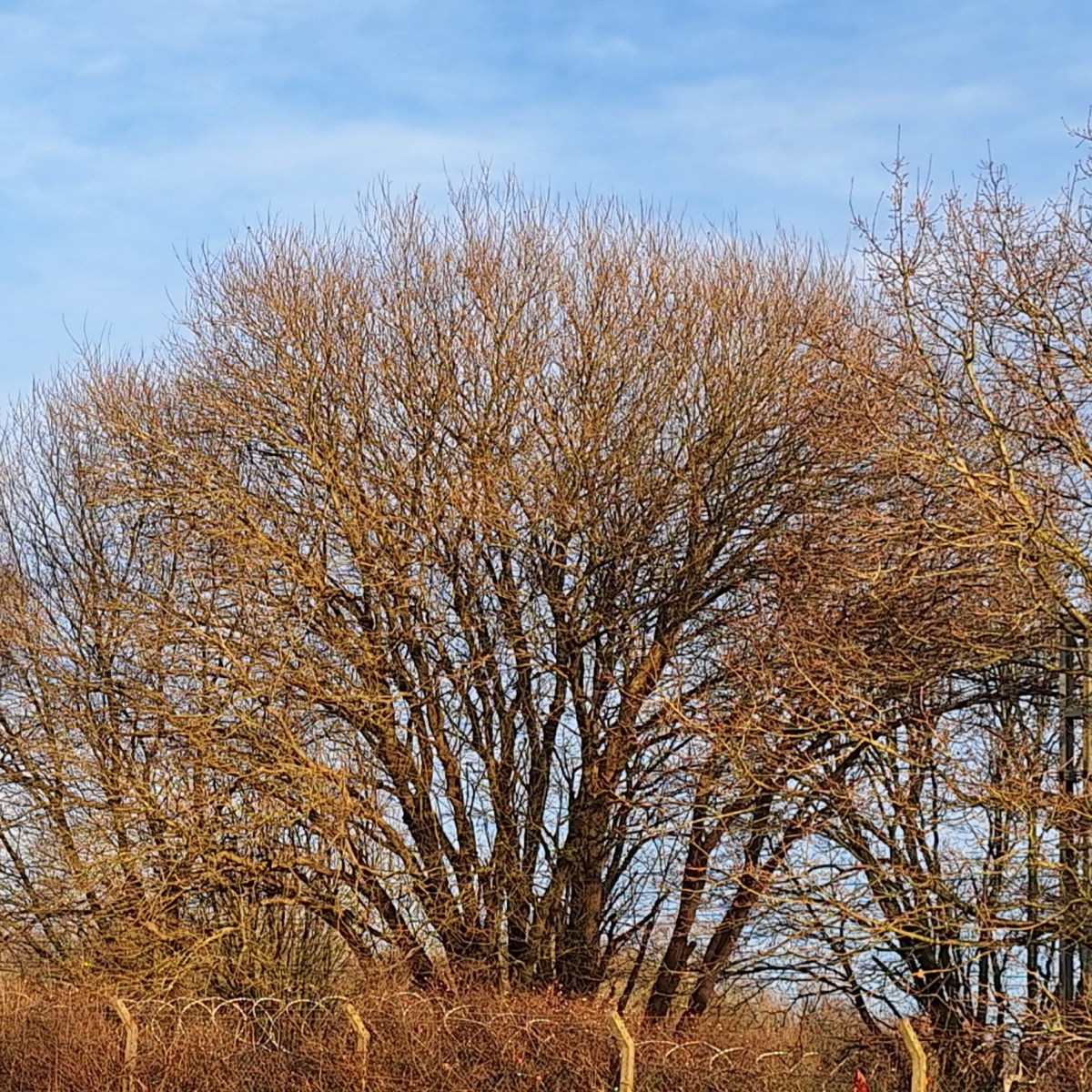 Shopping and Walking