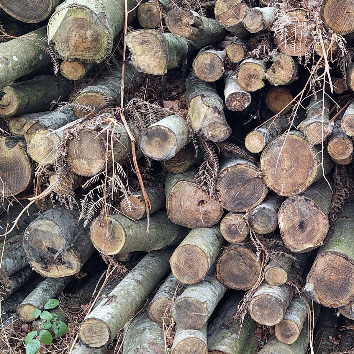 Mud, mud, glorious&nbsp;mud