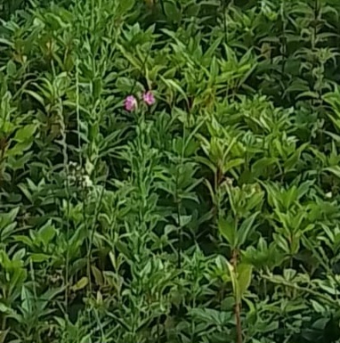 Sense of enormous&nbsp;wellbeing